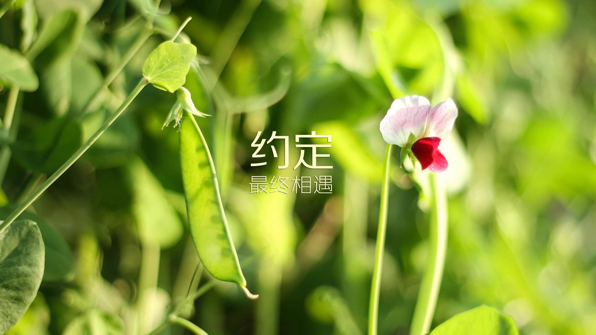 2026年温布尔登网球公开赛现场:怎么买票?穿什么?,温布尔登网球锦标赛一般在每年几月举行